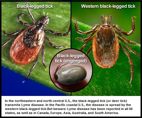 Ticks