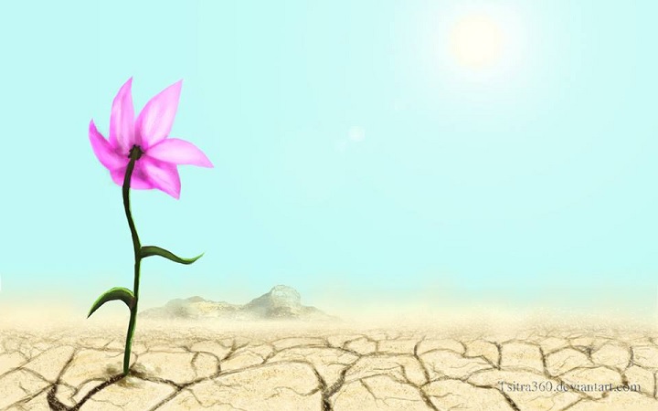 flower in the desert